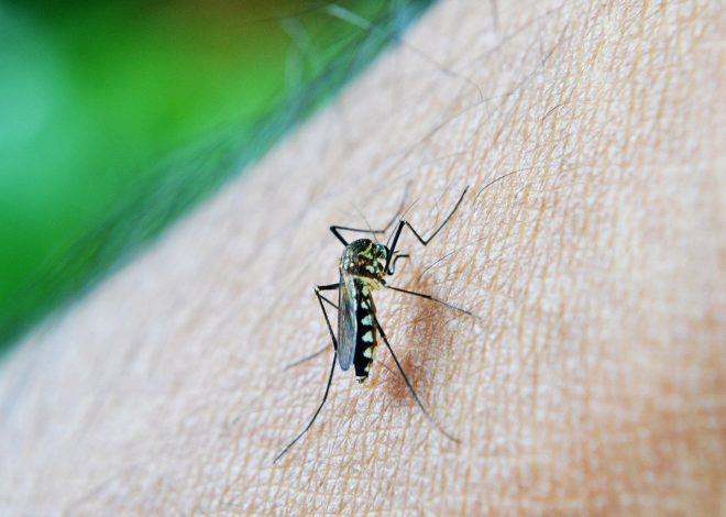Epidemiologista dá dicas de como usar repelente contra dengue e outras arboviroses