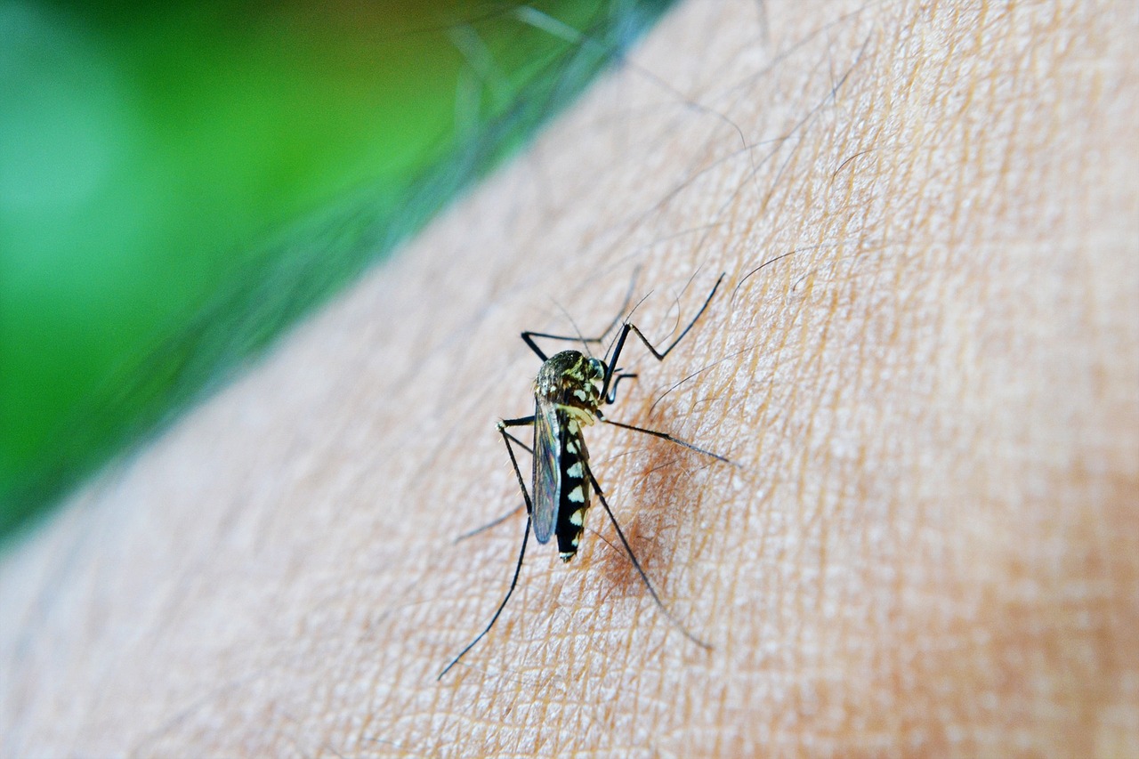 Epidemiologista dá dicas de como usar repelente contra dengue e outras arboviroses